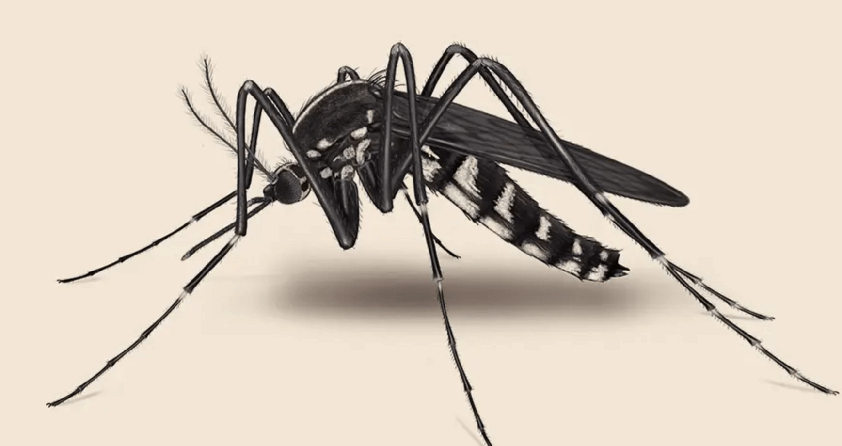 国家为什么不让蚊子灭绝，蚊子不能灭绝原因